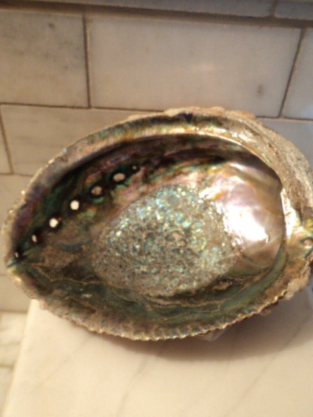 abalone shell - Picture 2 of 5